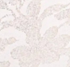 light-beige